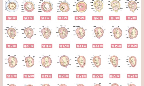 怀孕早期营养吃什么网 | 怀孕早期要吃什么对胎儿好,怀孕早期饮食吃什么好