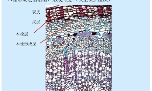 怀孕早期营养吃什么网 | 怀孕早期要吃什么对胎儿好,怀孕早期饮食吃什么好