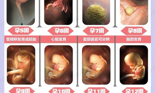 怀孕早期孕妇吃什么好-怀孕早期营养吃什么网 | 怀孕早期要吃什么对胎儿好,怀孕早期饮食吃什么好